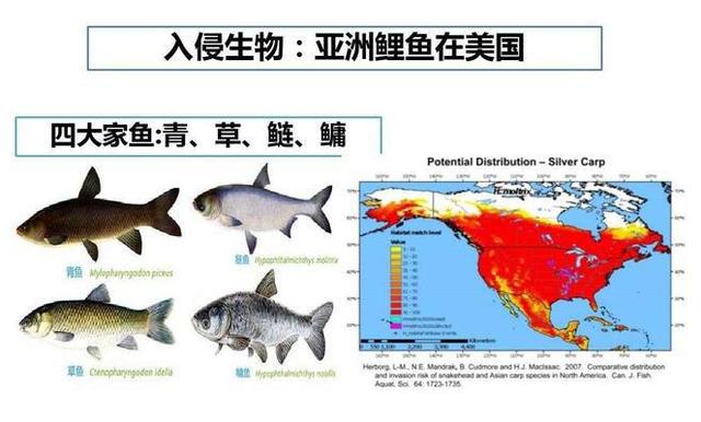 美国亚洲鲤鱼泛滥成灾，亚洲鲤鱼入侵全球，在国外泛滥成灾，为什么在中国却活不到成年