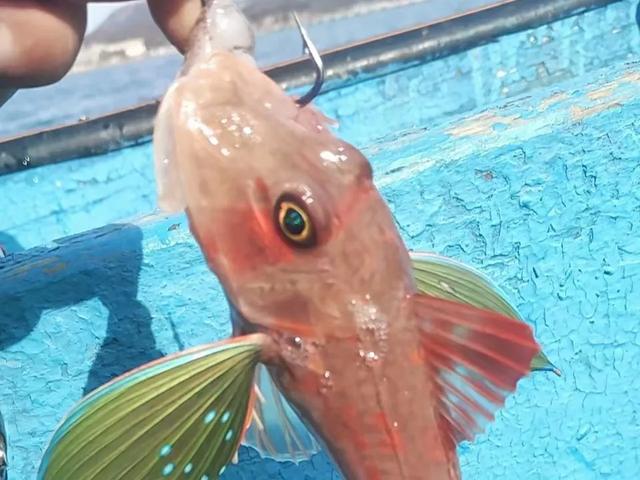 老妈说70年代海里的小海鲜有的是，人们都不稀得吃，是真的吗？插图4