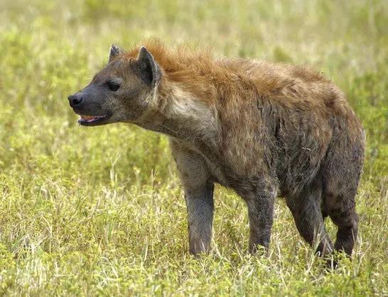 一个成年人能徒手杀死一只成年斑鬣狗吗?