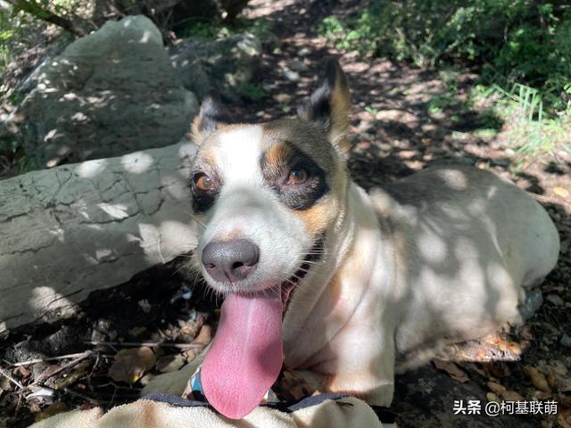 女人爱狗狗pp截图:为什么有些女人看见毛绒玩具会变得特别可爱？