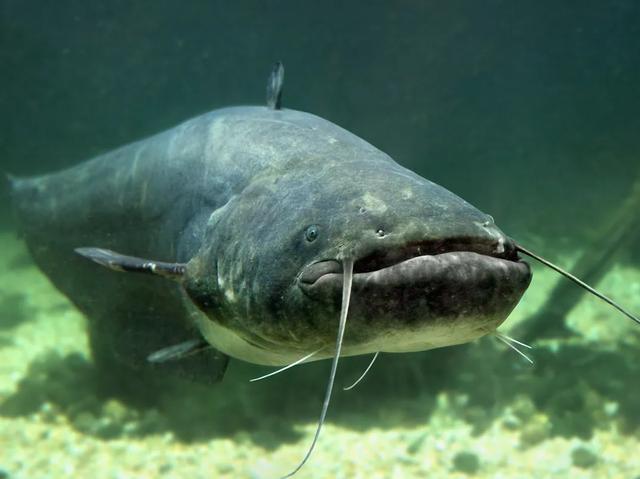 都说鲶鱼生命力强大,那么下水道里面会有二十斤以上的巨鲶生存吗?-生