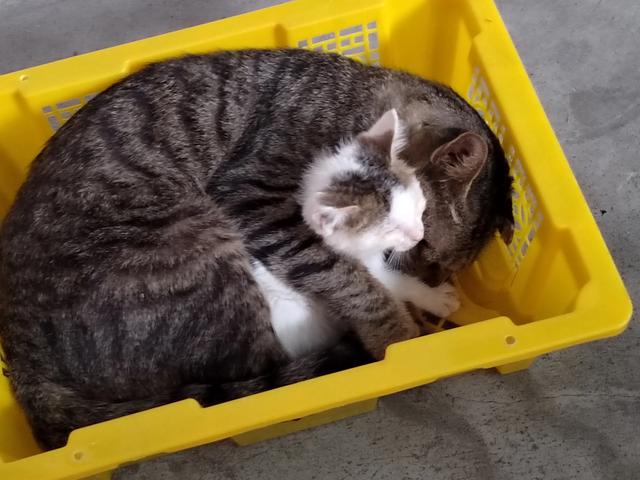 救助基地猫狗饿死图片:流浪猫怀孕了，快饿死了，想给它找个地方安顿下来，怎么照顾呢？