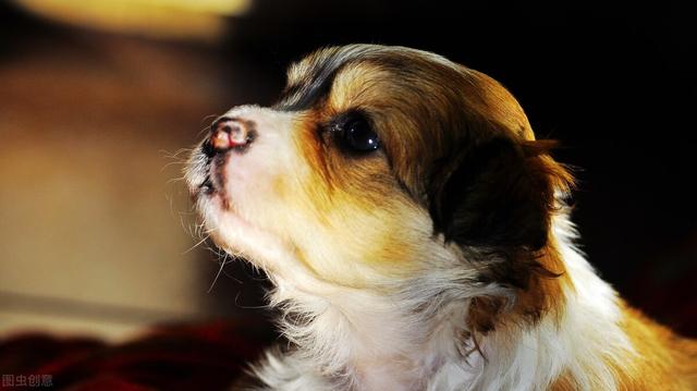 狗狗什么时候开始认主？插图25