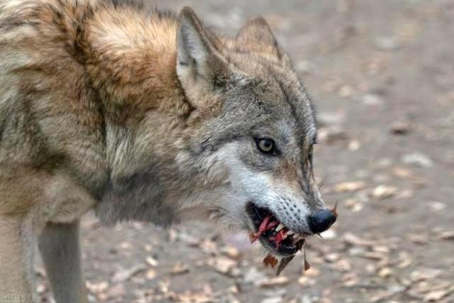 狗狗对屠夫会害怕，在野外屠夫遇到狼是否一样，狼也会怕？插图22