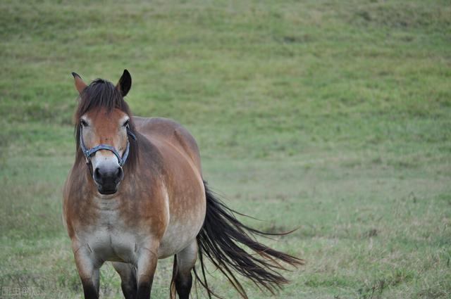 "臭马肉香驴肉,宁死不吃骡子肉"什么意思?农民为何不吃骡肉?-生活百科