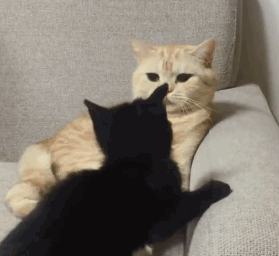 猫的诱惑漫画橘文泠:猫咪是否需要另一只猫的陪伴？