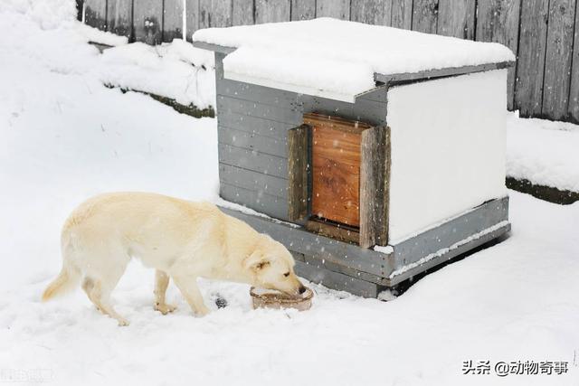 大家听过或经历过最感人的动物报恩的故事是什么？插图26