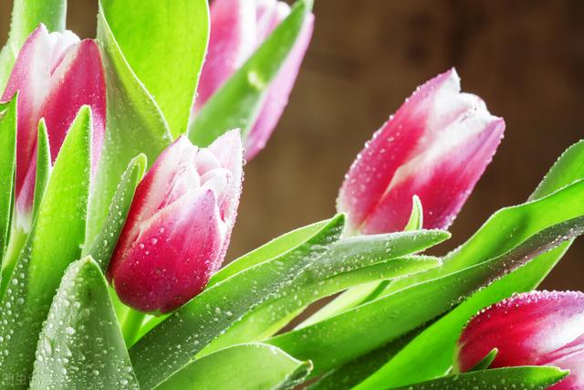 郁金香种植时间和开花时间 郁金香的种植期是什么时候？