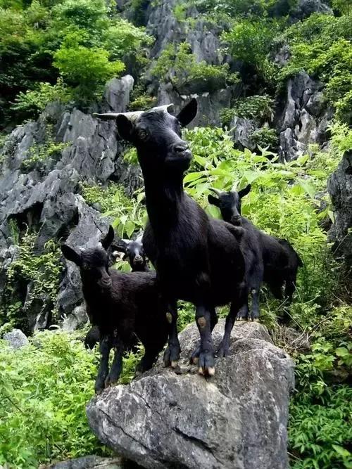 环江香猪:去河池旅游，带点什么土特产回来好？
