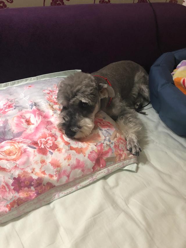 雪纳瑞犬:雪纳瑞犬的优缺点有哪些？