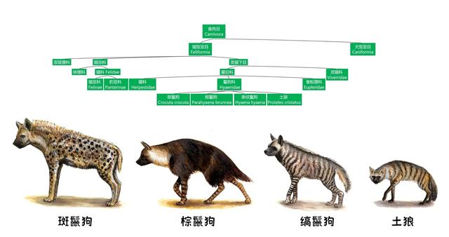 斗狗视频大型狗:大型的纯种藏獒与鬣狗搏斗，无人类干预下，藏獒能打赢吗？