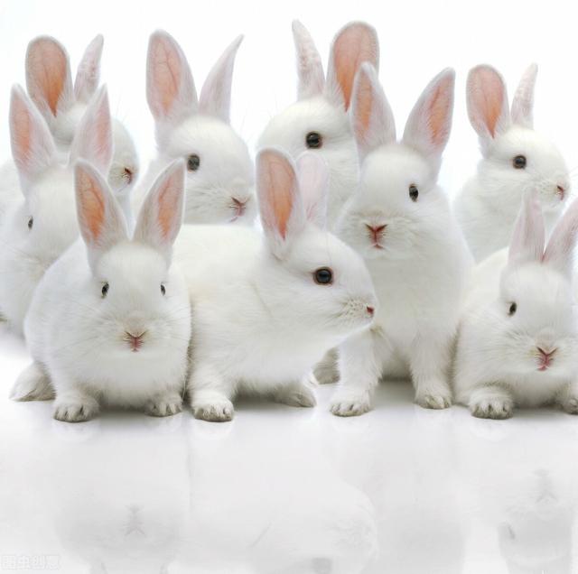 十只兔子诡异在哪，有哪些农村的奇人异事诡异事件