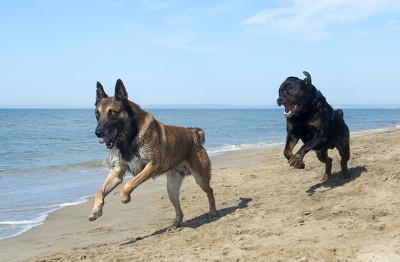 狗的命门在哪里？被大型犬追咬时，怎样做才是正确的自救方法？插图31