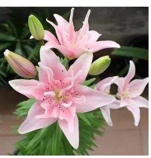 细叶铁线蕨原变种:养花怎么老死。什么花好养啊？