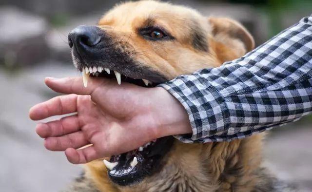 澳洲野犬分布在中国:澳洲野狗和中华田园犬那么相似，它们之间有联系吗？