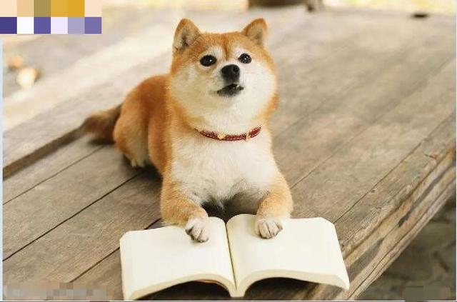 最可爱的狗狗真实图片:你见过狗狗做过最可爱的事是什么？