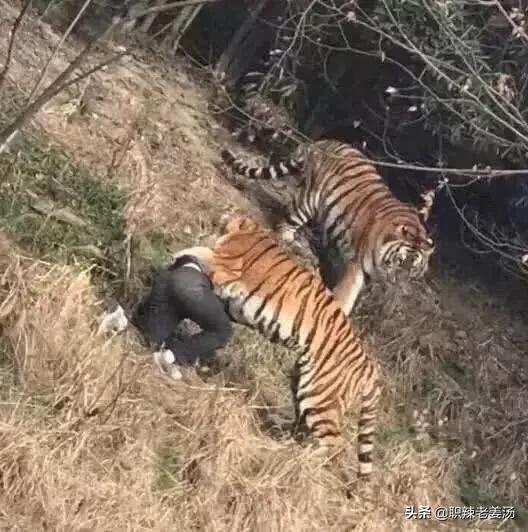 秦岭老虎伤人事件:为什么吃过人的老虎被击毙，咬死人的老虎是放生？差别在哪？