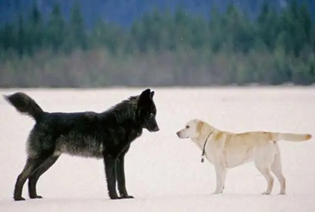 澳洲野犬:听说放养的猪叫野猪，圈养的狼是狗，对吗？