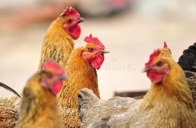 家里干净整洁风水好,怎么样把家里都收拾得干干净净的？