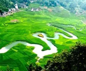 环江香猪:去河池旅游，带点什么土特产回来好？