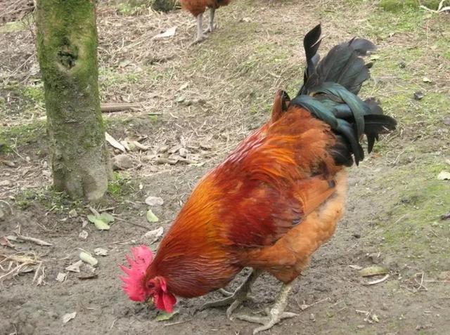 为什么鸡吃了蜈蚣,蝎子等不会中毒?