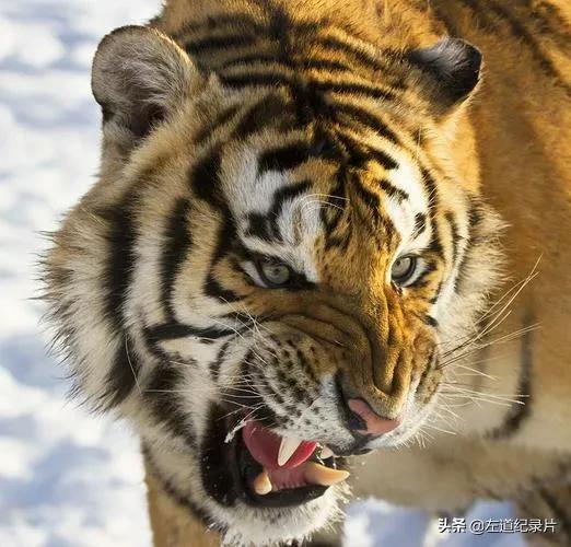 东北虎秒杀藏獒:如果一个成年壮汉勒住东北虎脖颈能将其裸绞致死吗？