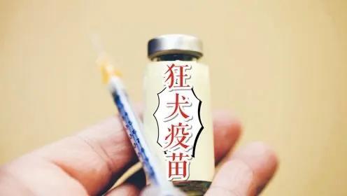 日狗狗的图片大全图片:狗和人都可以打狂犬疫苗，为什么日本给狗打，而中国却给人打？