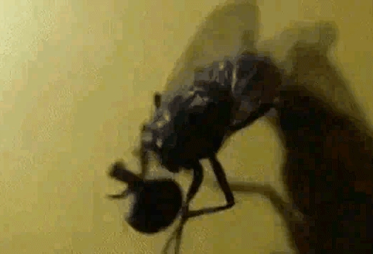 搓手猫:我是一名教师，工资很低，一个月三千不到我还要不要坚持下去？ 搓手猫表情包