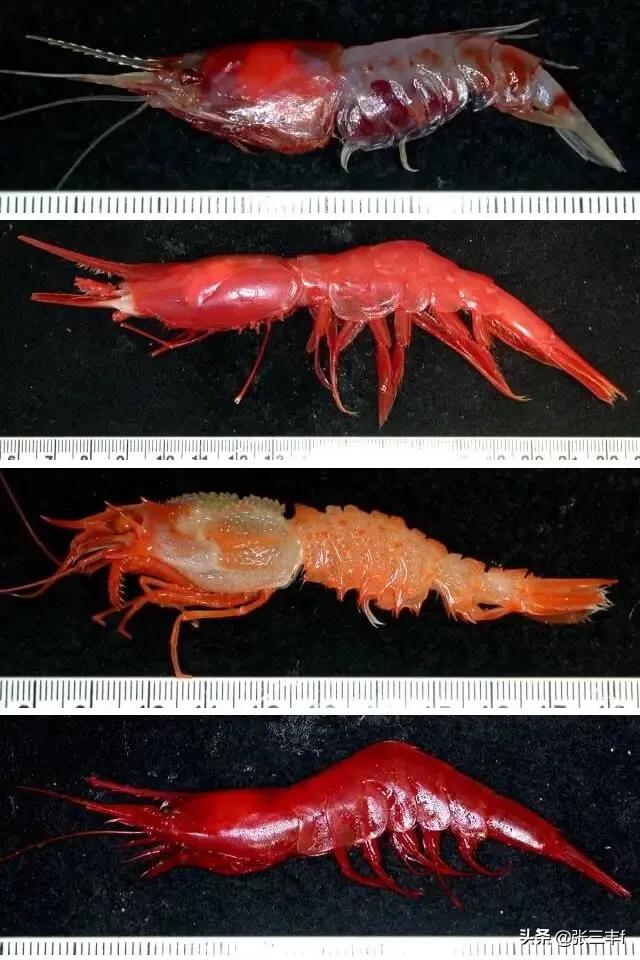 皱鳃鲨海里游泳:大海里到底存在着多少不为人知的恐怖生物？
