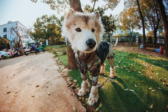 对狗耳朵说话的表情包:人在讲话的时候，狗的脑袋扭来扭去是以内听懂了还是出于好奇？