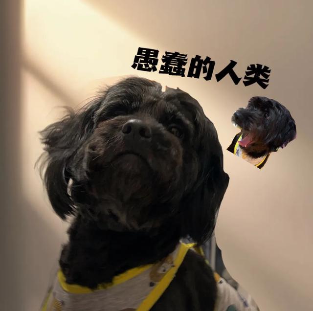 宠物照片:能不能把你手机里宠物照片发出来给大家看一下？