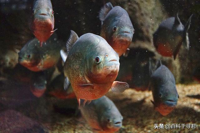 食人鱼怎样保护小食人鱼:媒体报道，巴拉圭食人鱼袭击导致4人死亡数十人受伤，怎么回事？