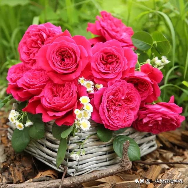 最香的几款月季品种是什么？插图124