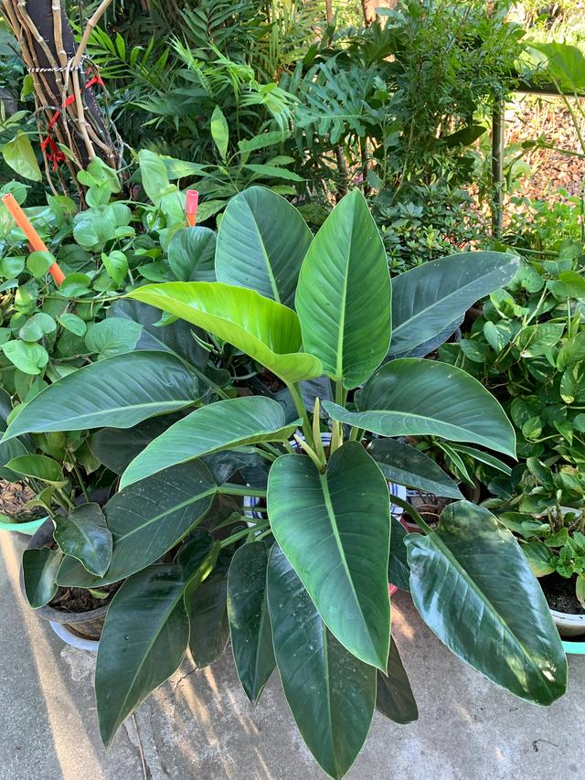 为什么现在养花的人越来越多,都喜欢养些什么花呢?-百科网