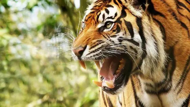 野外遇到豹子怎么逃生、老虎的命门在哪里野外遭遇老虎时，怎么做才是正确的自救方法