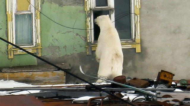 俄罗斯人莱卡犬狩猎:俄罗斯宇航员莱卡还在地球上空漂浮吗？这种例子多吗？