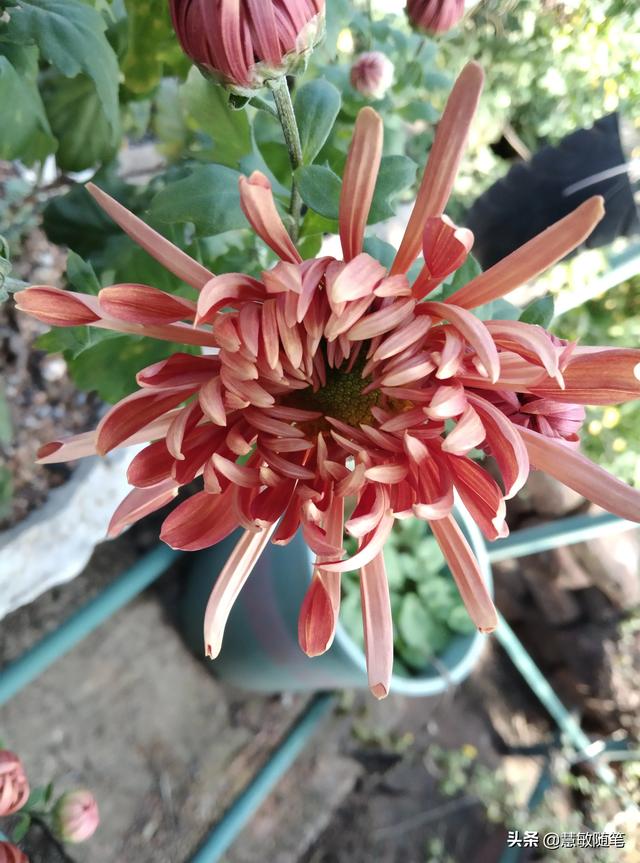 头条问答 什么花既好看又易养 农夫随笔的回答 0赞