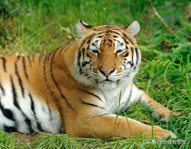 四川曾到处是老虎，大熊猫为何没有被吃绝？插图23