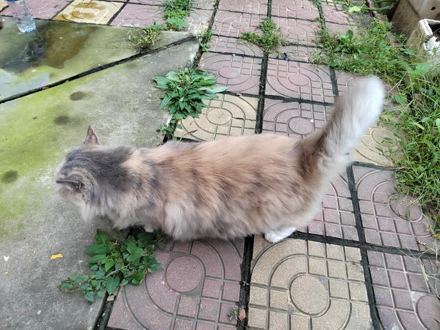 救助基地猫狗饿死图片:流浪猫怀孕了，快饿死了，想给它找个地方安顿下来，怎么照顾呢？