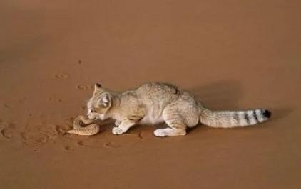 被称为“猎蛇”专家的“沙漠猫”，为什么可以一个月不喝水？插图11