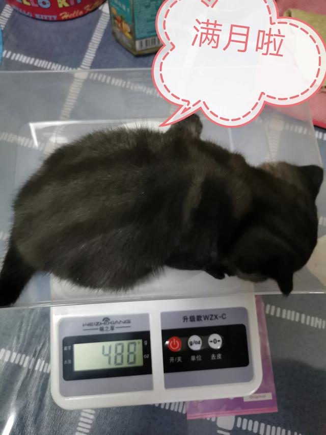 我们家猫咪快要生了，跟前跟后的一直望着我叫，给猫粮也不吃了。是什么原因？插图39