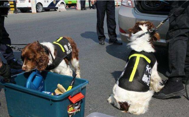 狗狗对屠夫会害怕，在野外屠夫遇到狼是否一样，狼也会怕？插图19