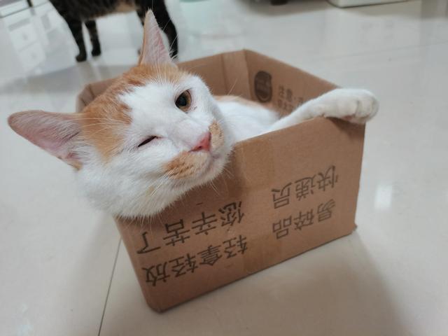 南京高地折耳猫:为什么有人说南京在中国很特殊？