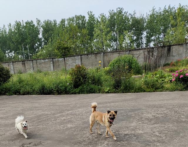 大家听过或经历过最感人的动物报恩的故事是什么？插图41