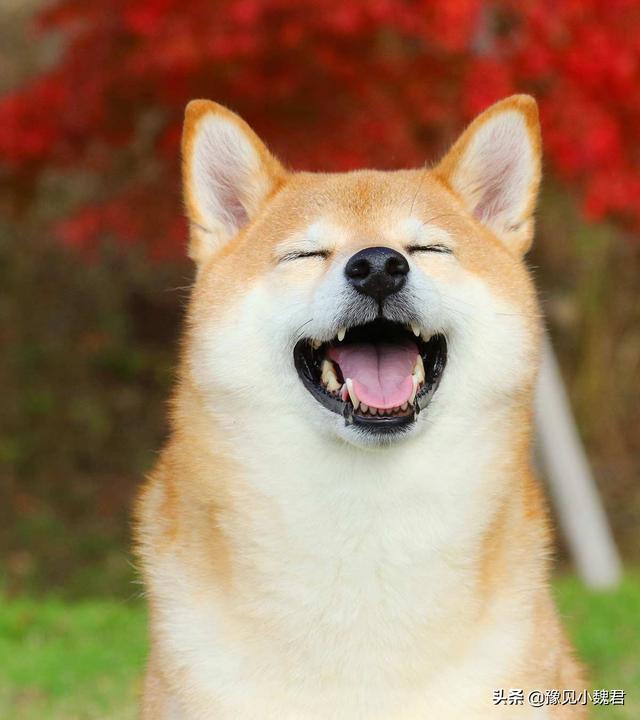 守望犬是什么意思:为什么说：购买茶杯犬就是作恶？可爱的茶杯犬为什么不能养？