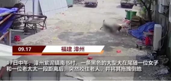 重庆藏獒伤人:如何看待福建漳州七旬老人被恶犬撕咬至死，狗主仅愿赔10万？