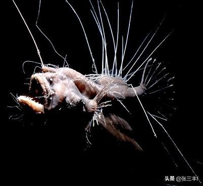 皱鳃鲨海里游泳:大海里到底存在着多少不为人知的恐怖生物？
