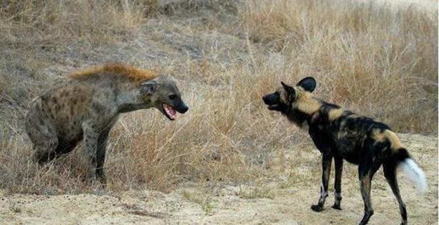 野狗交配:成年非洲野狗与成年比特犬关在十平米房间生死斗，谁会胜出？
