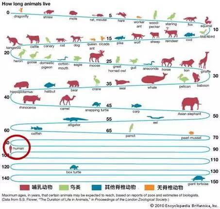 格陵兰海豹成年:人的寿命在动物界算不算长寿？