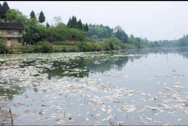 白露过后怎么养生，“白露瘟”已经来了，又有很多塘口大面积死鱼，养殖户如何应对